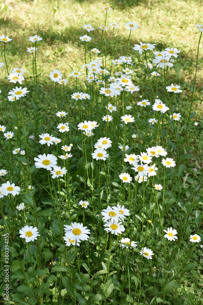 草坪上的白色野花雏菊地