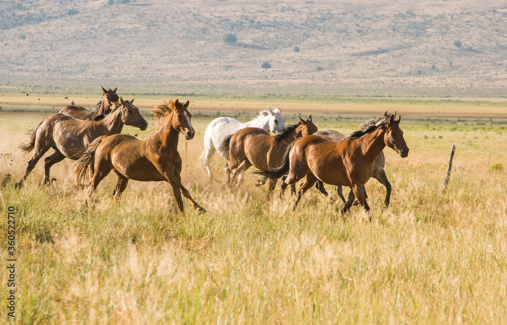 一群马正驶向俄勒冈州波琳娜附近俄勒冈州东部牧场的谷仓。