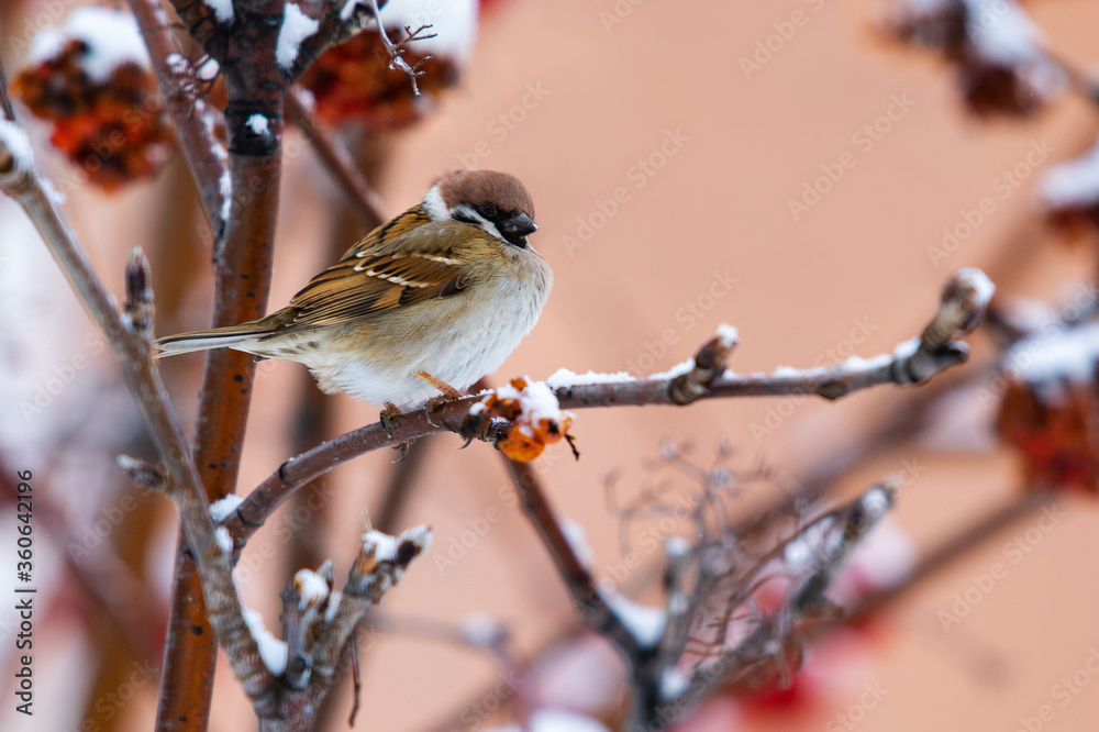 冬天坐在罗望子树枝上的小麻雀