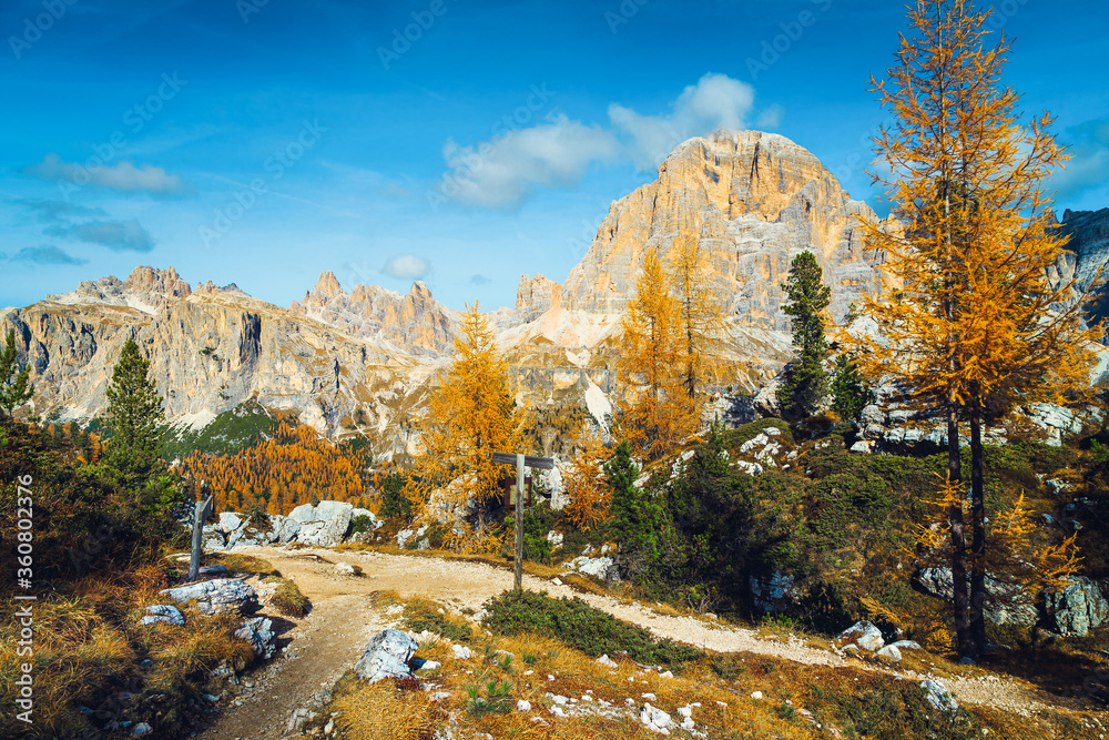 背景是黄色的落叶松和奇妙的山脉，意大利多洛米蒂