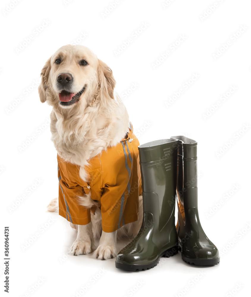 穿着雨衣和白底秋葵靴的有趣狗狗