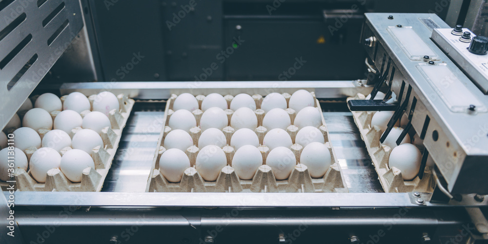 蛋厂行业家禽输送机生产