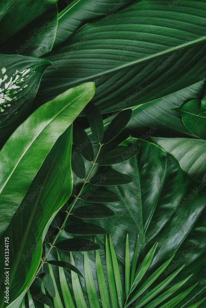 Creative tropical green leaves banana,palm, monstera and fean layout. Nature spring concept. Flat la