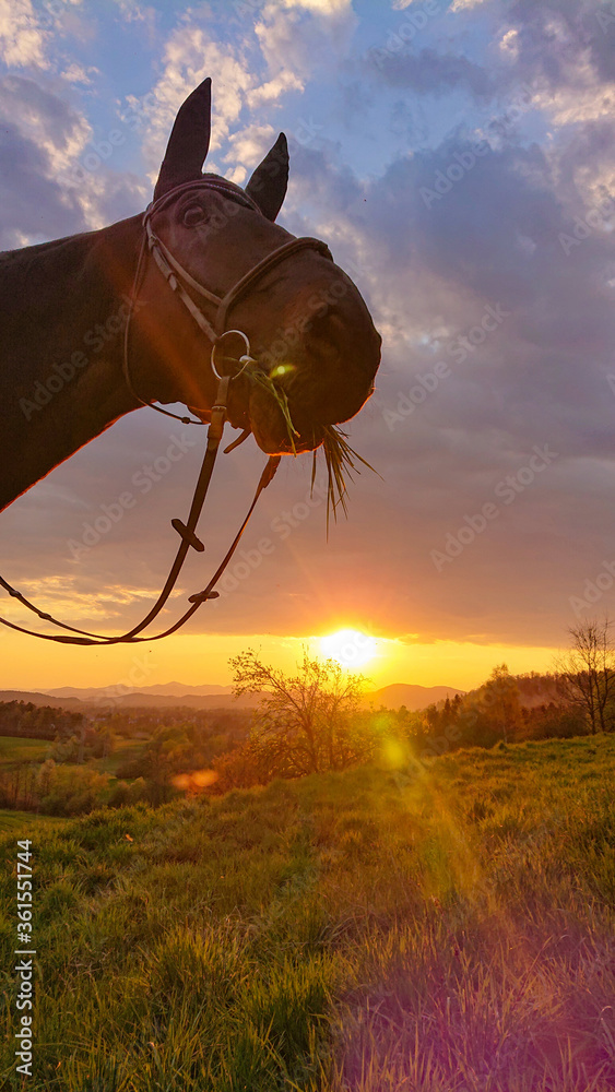肖像：饥饿的种马在金色日落时抬起头来吃草。
