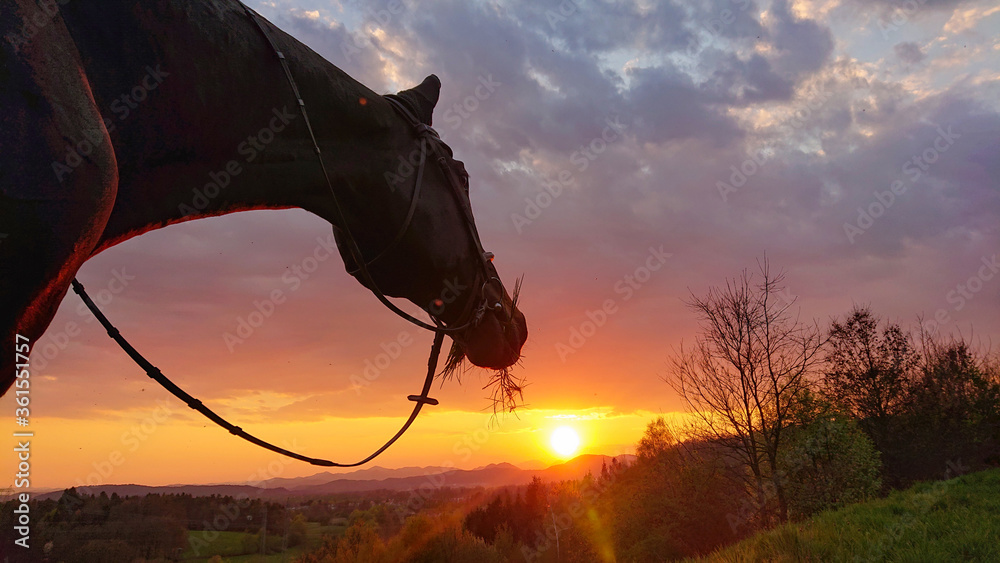 特写：马在宁静的乡村里吃草，看着日落