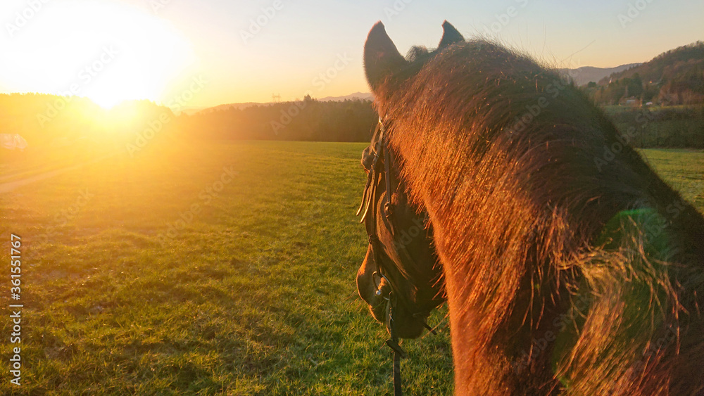 POV：好奇的马在探索乡村时看着日落