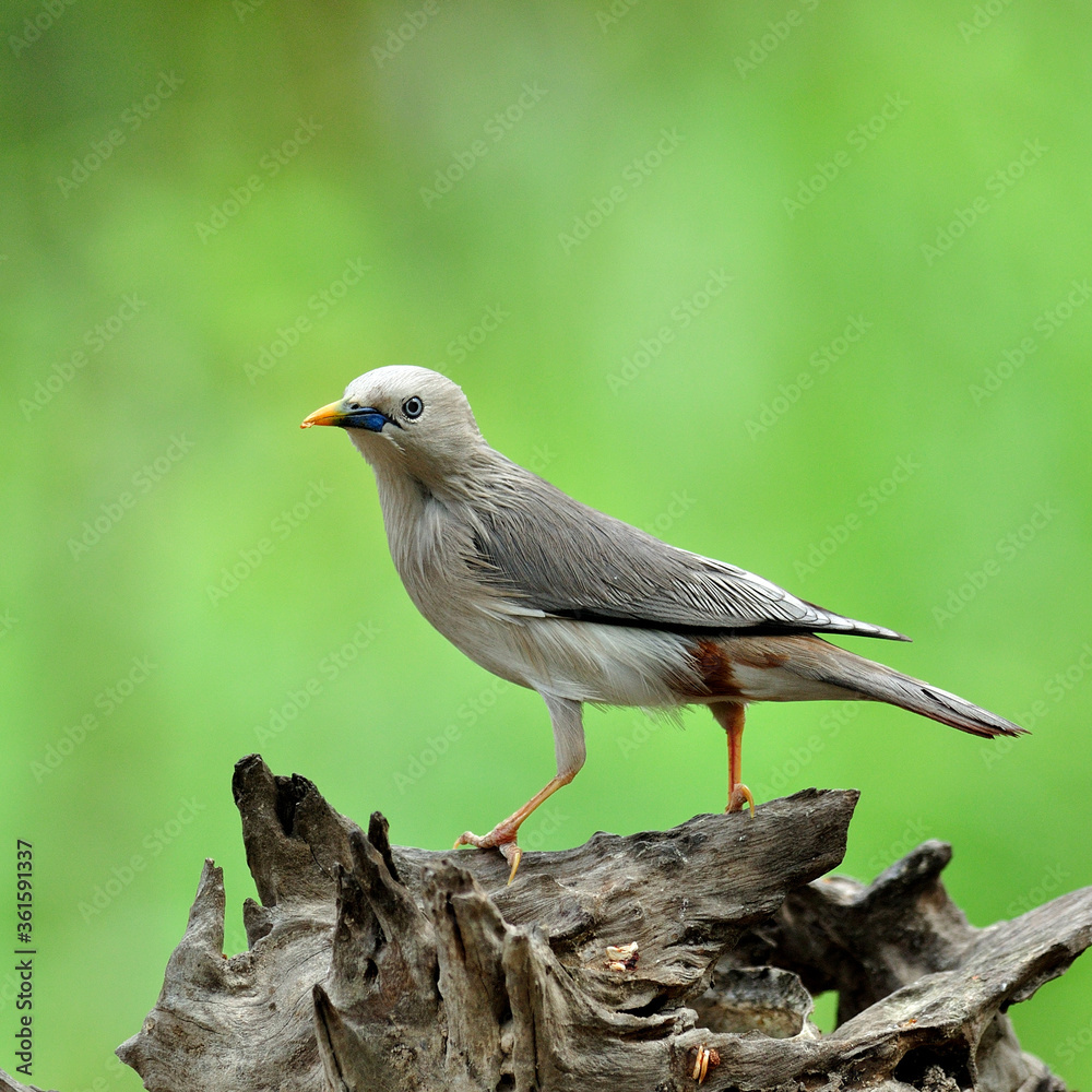 栗尾Starling bird（Sturnus malabaricus）站在绿色背景的漂亮原木上