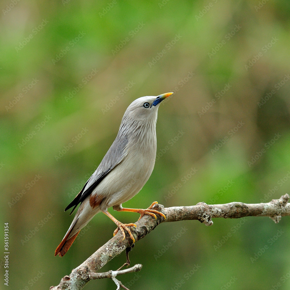 栗尾Starling bird（Sturnus malabaricus）standing on the branch（栗尾Staring bird（栗尾斯塔林鸟）站在树枝上）