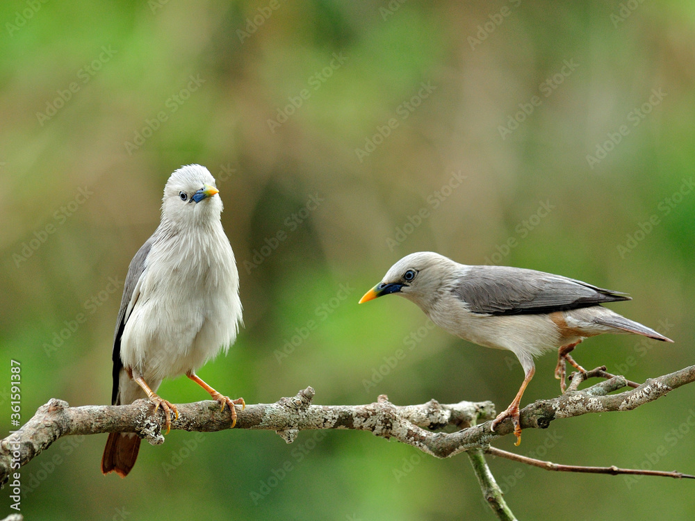 栗尾Starling鸟在树枝上互相挑逗（Sturnus malabaricus）