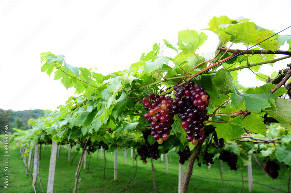 葡萄园里的葡萄，葡萄园里有新鲜的葡萄