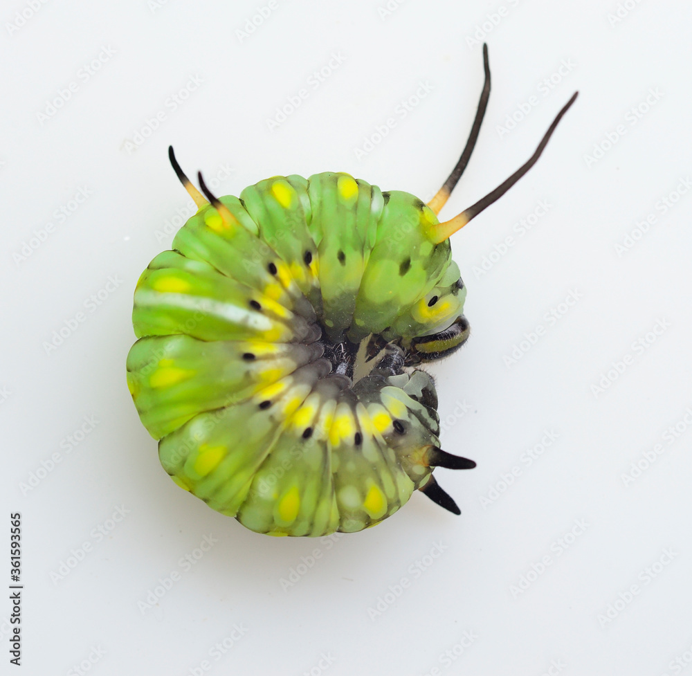 Lovely green worm, cute butterfly worm sleeping on white background