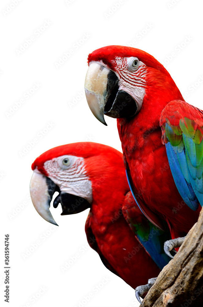 红金刚鹦鹉，绿翅金刚鹦鹉、绿翅金刚鹦鹉，红色金刚鹦鹉在可爱的时刻，被隔离在白色的背上