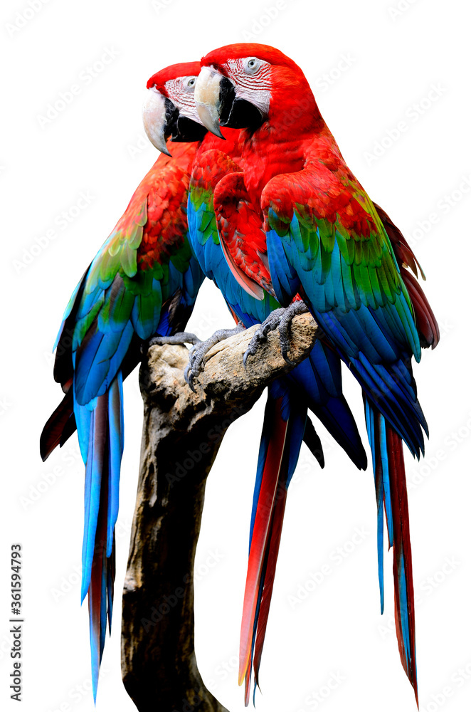 Red-and-Green Macaw Parrot bird, green-winged macaw bird sitting on the log together isolated on whi