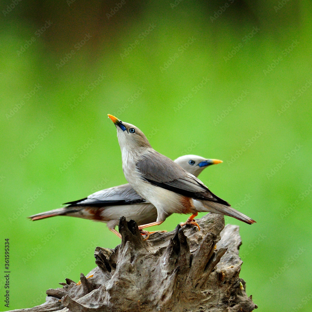 Sweet Birds with Pair of Chestnut-tailed Starling (Sturnus malabaricus)