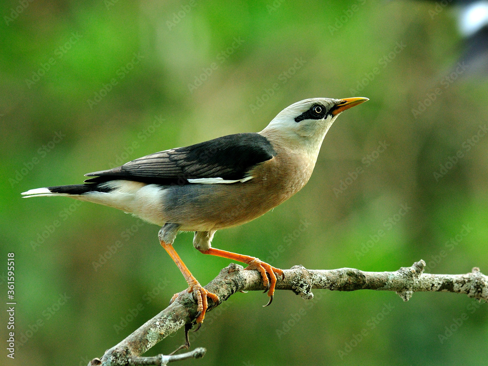 金星胸Starling（Sturnus burnamicus）鸟栖息在树枝上，动作优美