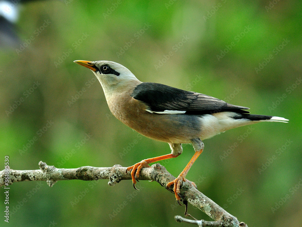 金星胸Starling（Sturnus burnamicus）鸟栖息在树枝上，侧身
