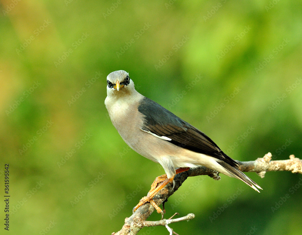 栖息在美丽树枝上的金星胸Starling鸟（Sturnus burnamicus）