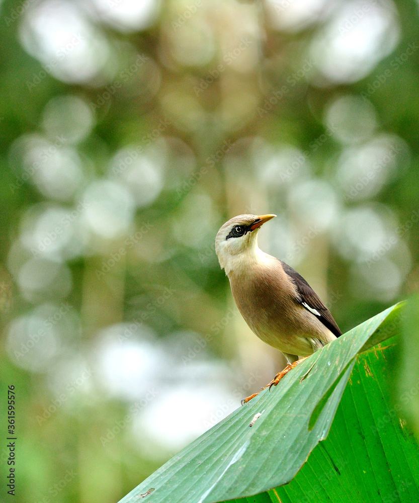 金星胸Starling鸟（Sturnus burnamicus）坐在香蕉叶上，背景是漂亮的bokeh