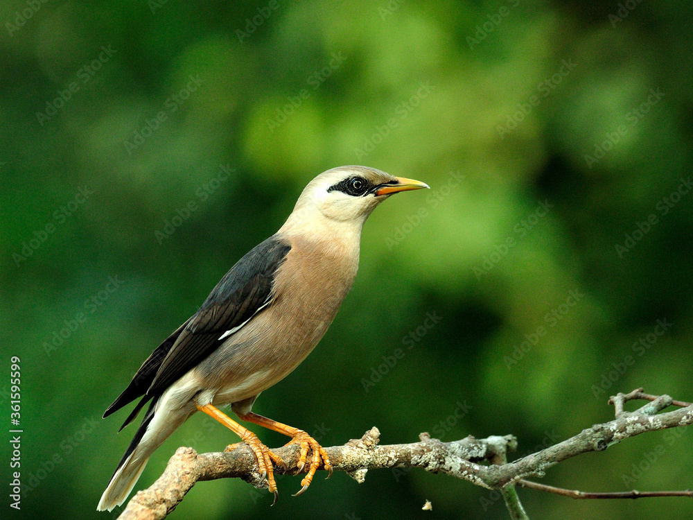 站在树枝上的金星胸Starling鸟（Sturnus burnamicus）