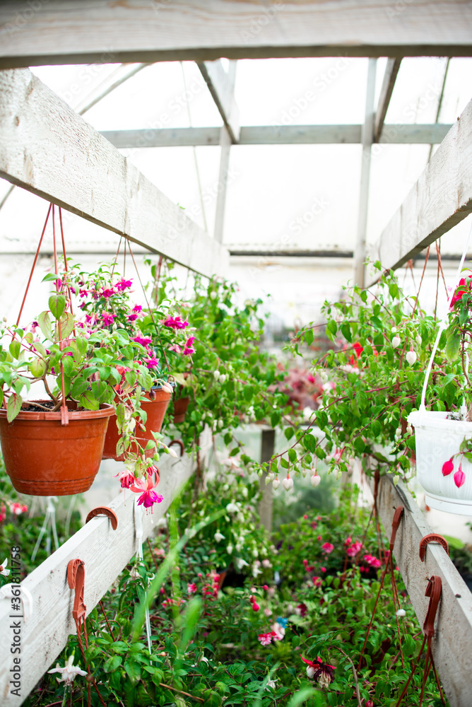 种植花卉的温室。家庭种植、花卉养殖、绿色农业的概念。