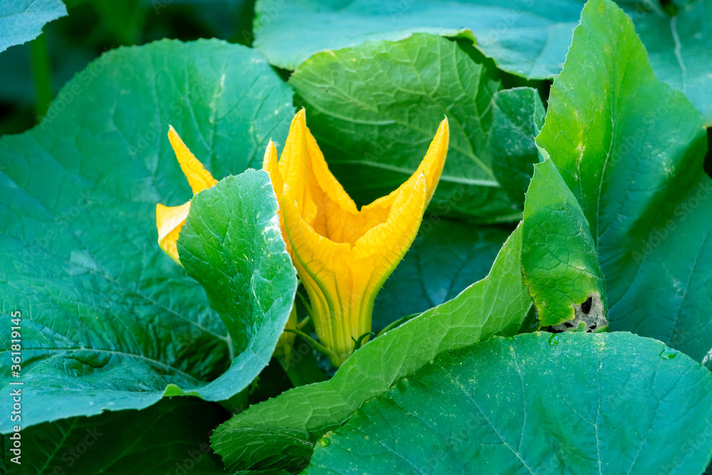 Leaves and flowers of a pumpkin growing in the garden