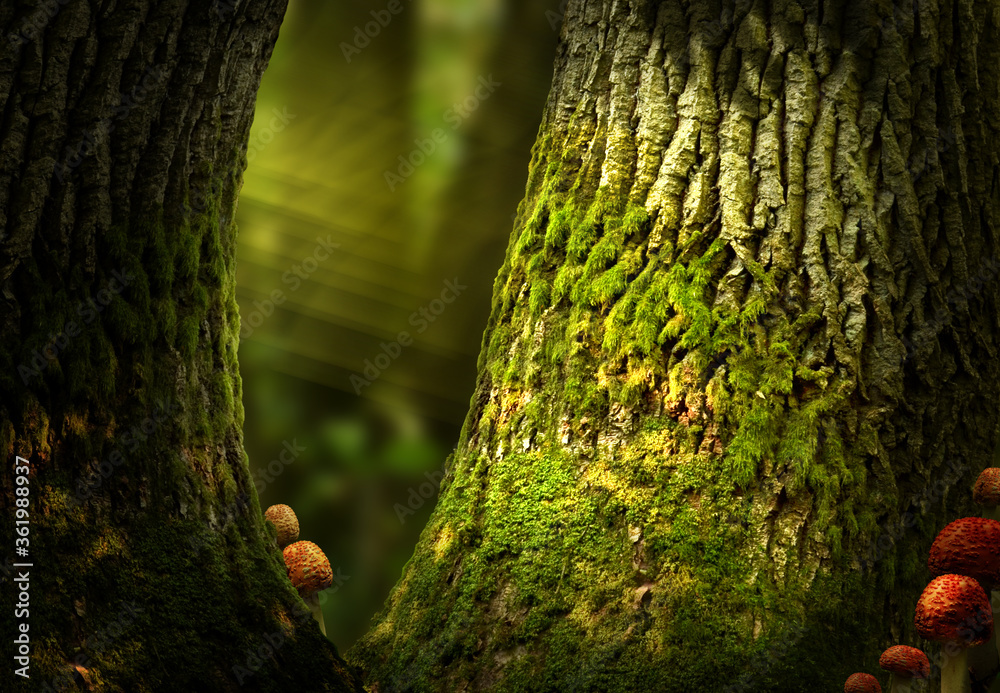 童话森林背景，古老的苔藓树。光线，巨大的橡树树干，红色蘑菇，魔法