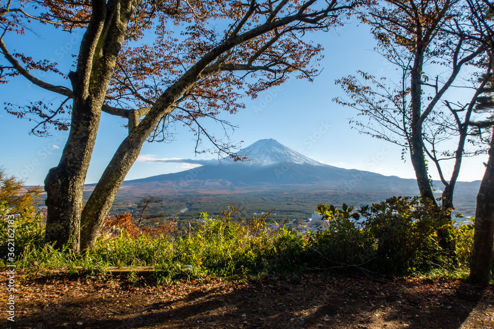 日落前的傍晚，透过五颜六色的秋树和草地欣赏富士山