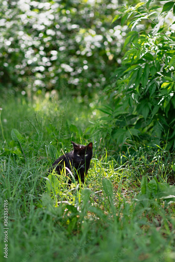 无家可归的黑猫坐在森林里的草地上，一只被遗弃的动物孤独地寻找食物，躲藏着