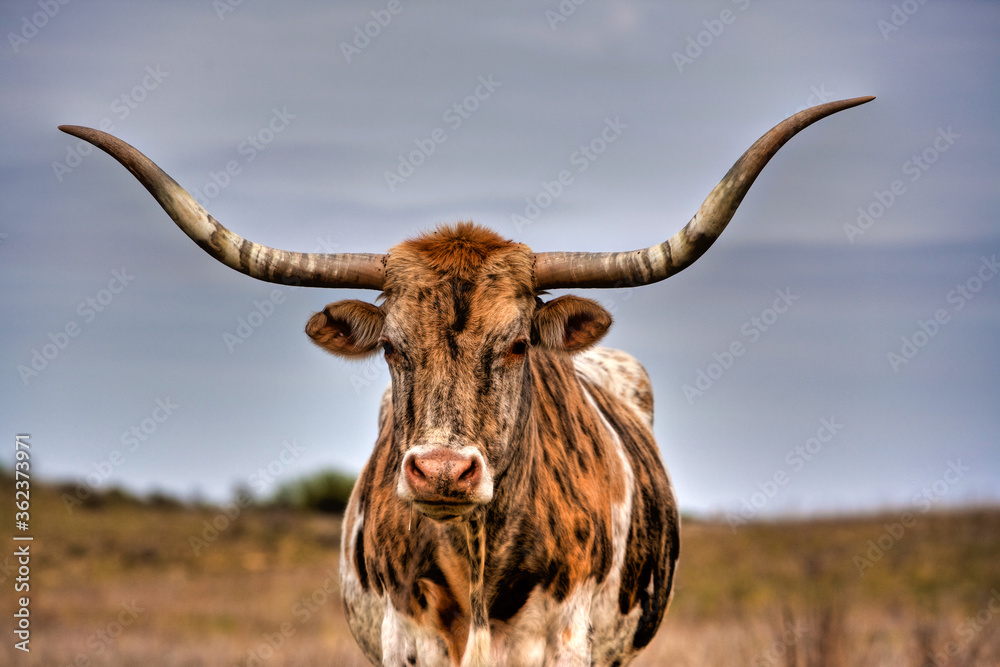 一头得克萨斯长角牛位于伍德瓦以西约50英里的俄克拉荷马州狭长地带的牧场上