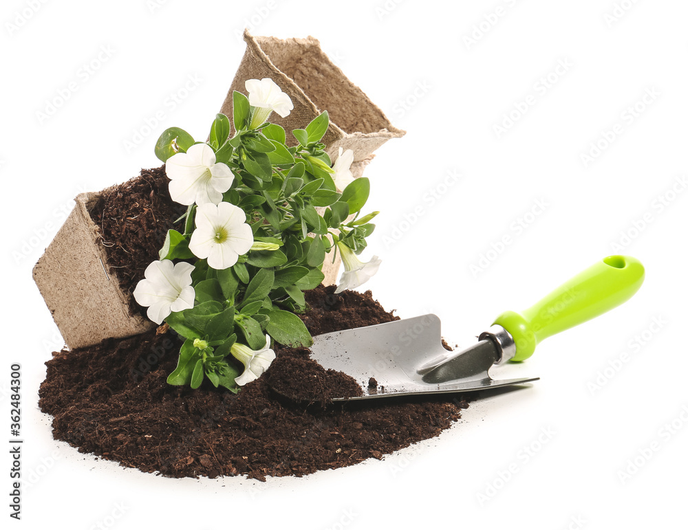 白底土壤、植物和园艺工具
