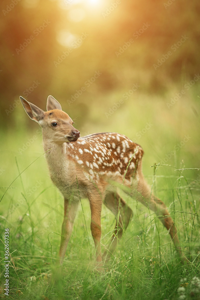 阳光明媚的夏天，小鹿在草地上