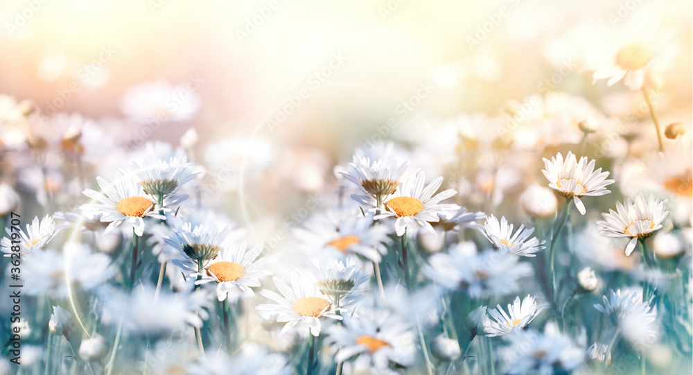美丽的大自然，阳光照耀下的草地上的雏菊，春天的花朵