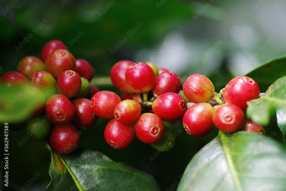 特写生咖啡豆或浆果（樱桃）沿着org中的咖啡树枝成簇生长