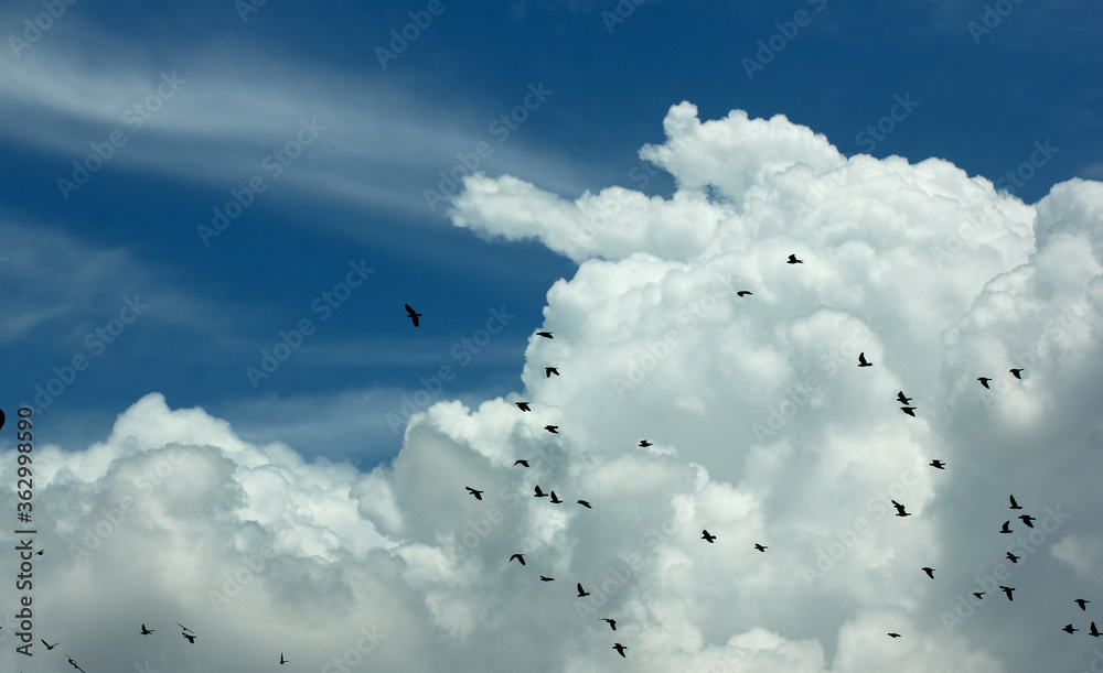 雨天乌云密布，鸟儿成群。