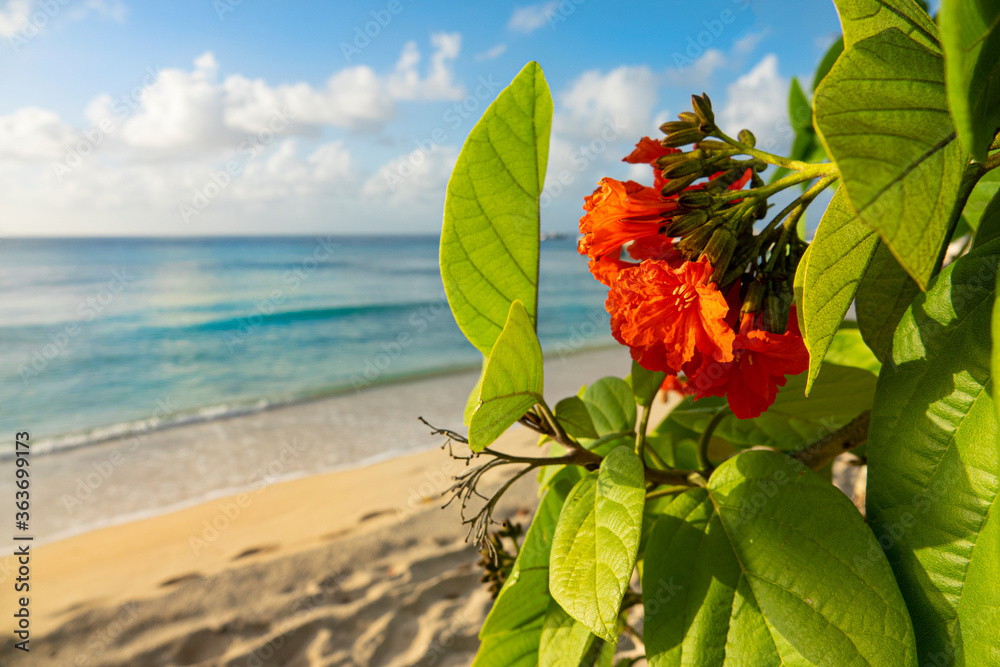 特写：热带花卉和后面白色沙滩的风景照片