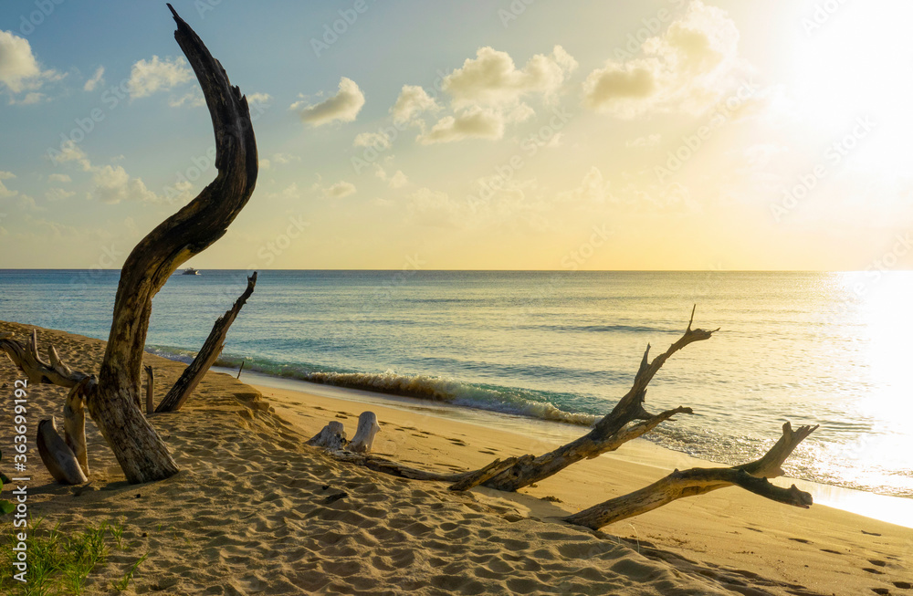 特写：在令人惊叹的金色日落下，加勒比海野生海滩的美景