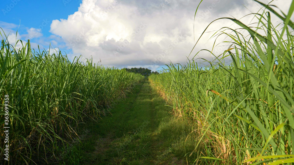 温和的夏日微风吹过巴巴多斯的一个大型甘蔗种植园