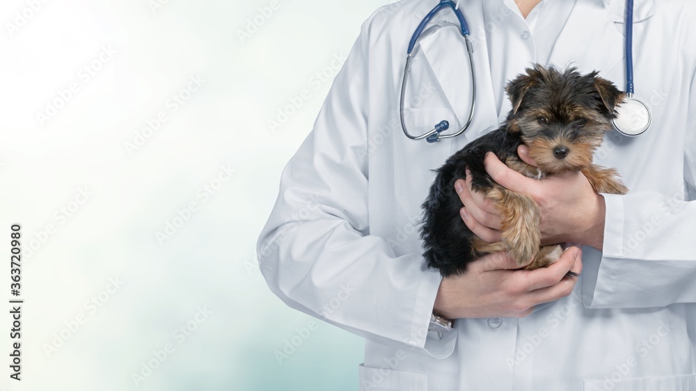 兽医检查了一只可爱的小狗