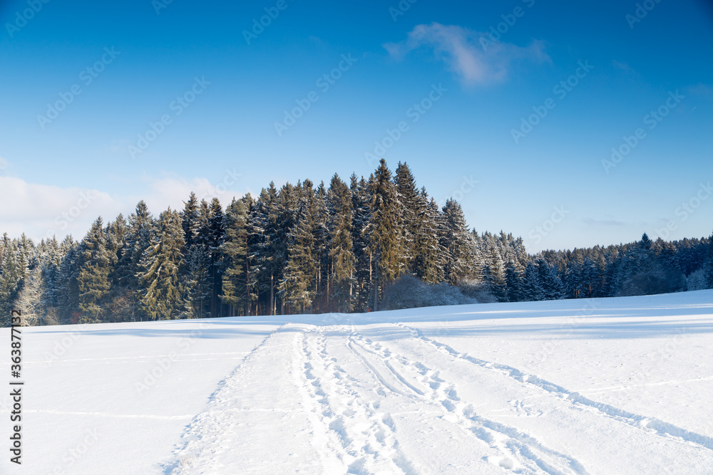 White snow-covered land with green cedar forest under blue sky