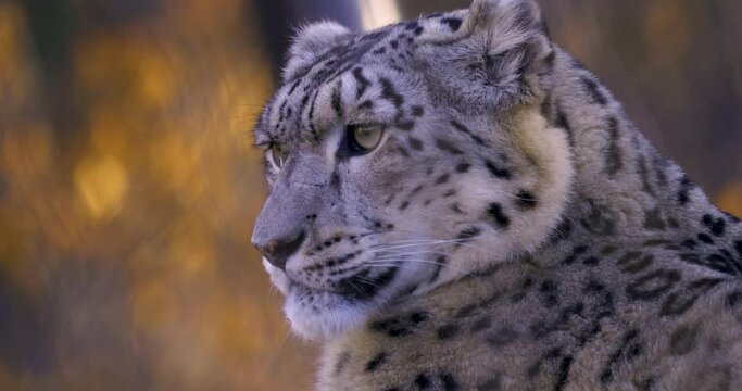 close up of Snow leopard head in autumn
