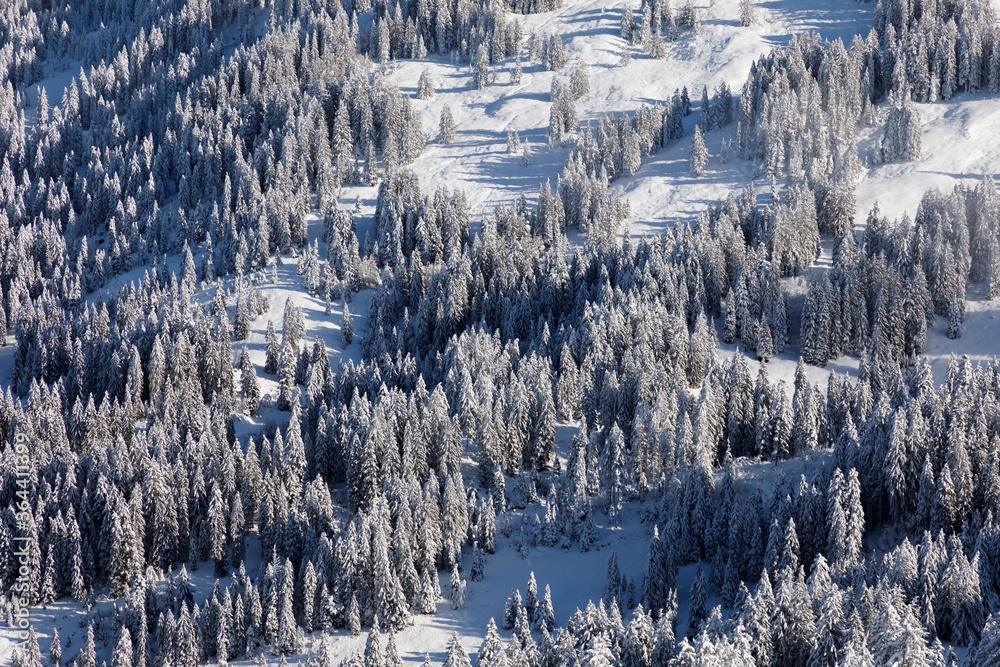 Snow-covered fir forest in central Switzerland near the Ibergeregg Pass