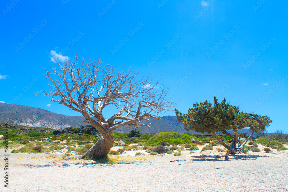 热带岛屿海岸上风景如画的孤独枯死的枯树和绿树。全球变暖
1033166362,希腊，克里特岛，2020年6月22日。蓝色天空中的小渔船、石头、碧绿的海水和云朵。