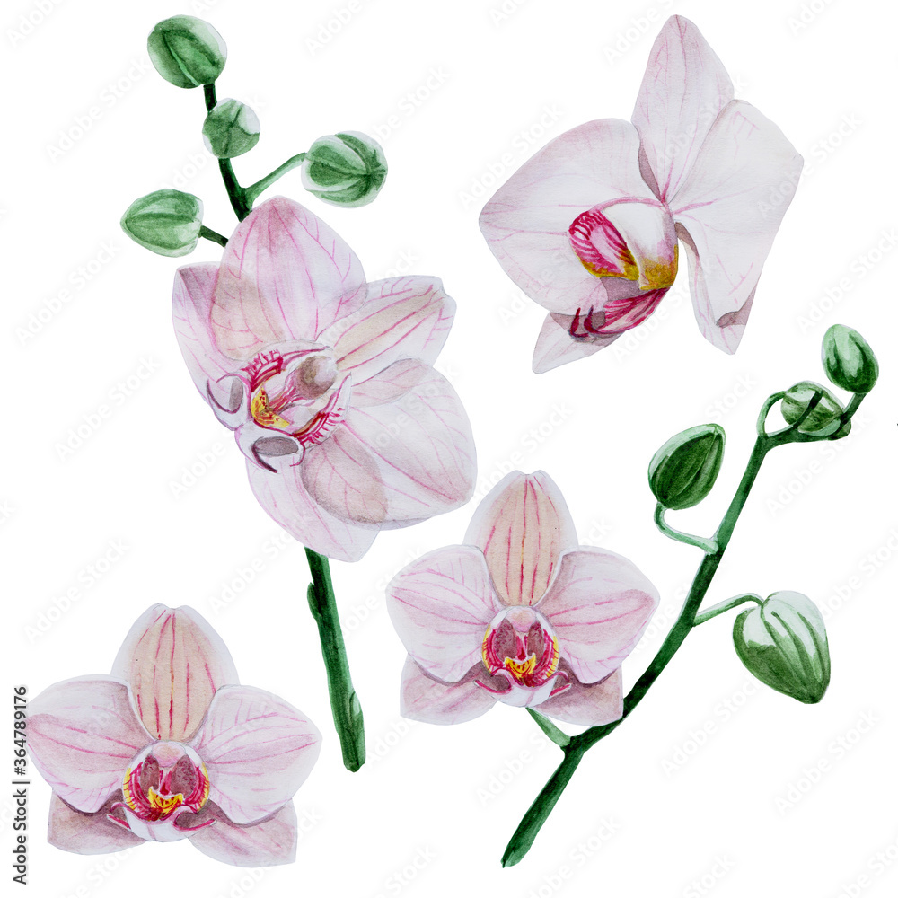 粉色花朵和兰花枝条的水彩套装，白色背景。热带f的剪贴画