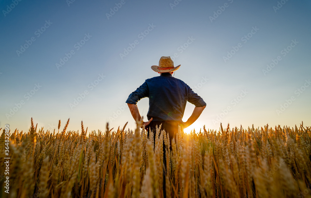 男人站着，双手放在腰上，背对着镜头。田野里种着小麦。上面是蓝天。