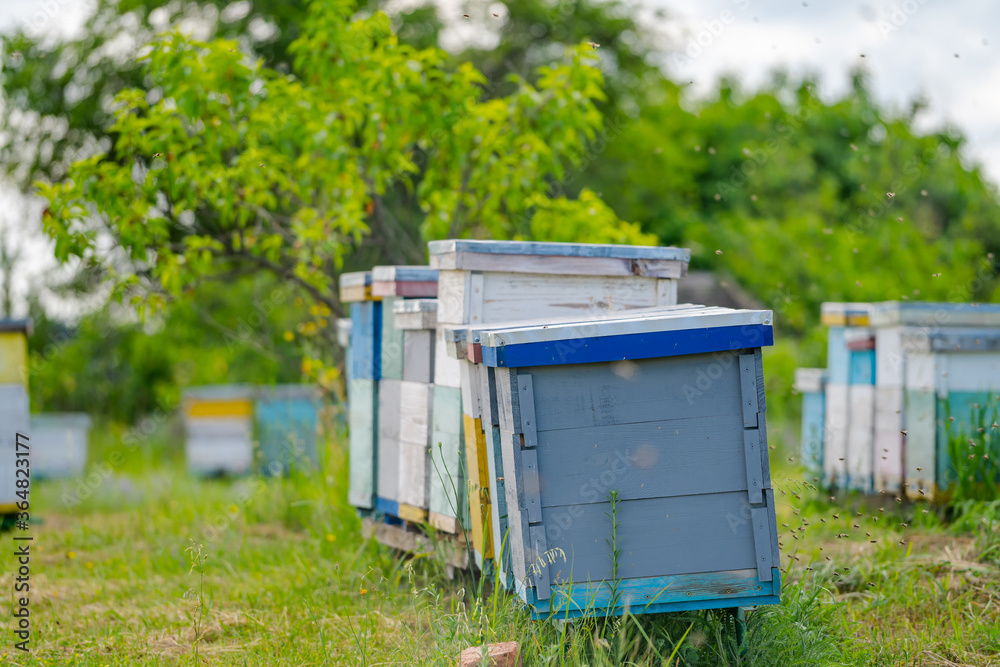 生的绿色草地上的五颜六色的蜂箱。花园里的五颜六色的蜂巢。蜜蜂和蜂蜜的概念。养蜂。