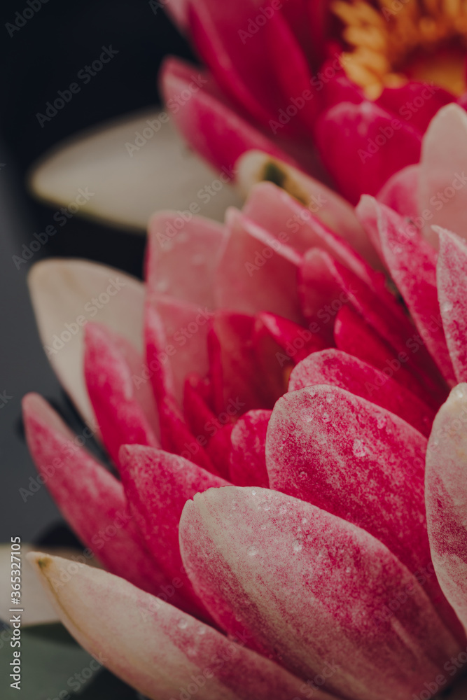粉色Masaniello睡莲（睡莲）花的宏观照片。