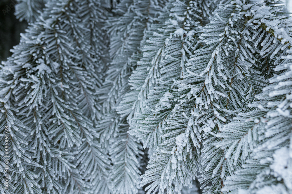 冬季云杉树枝上的霜霜