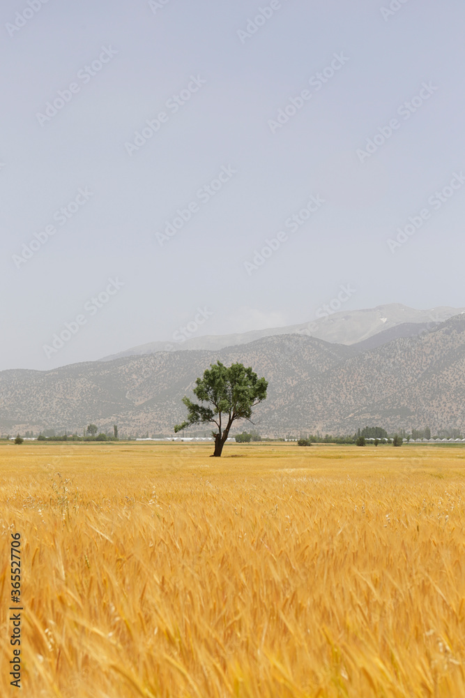 在柔和的橙色正午光线下，在有树木的大耕地上拍摄金色麦穗的特写镜头