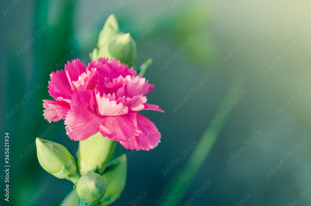 粉红康乃馨花