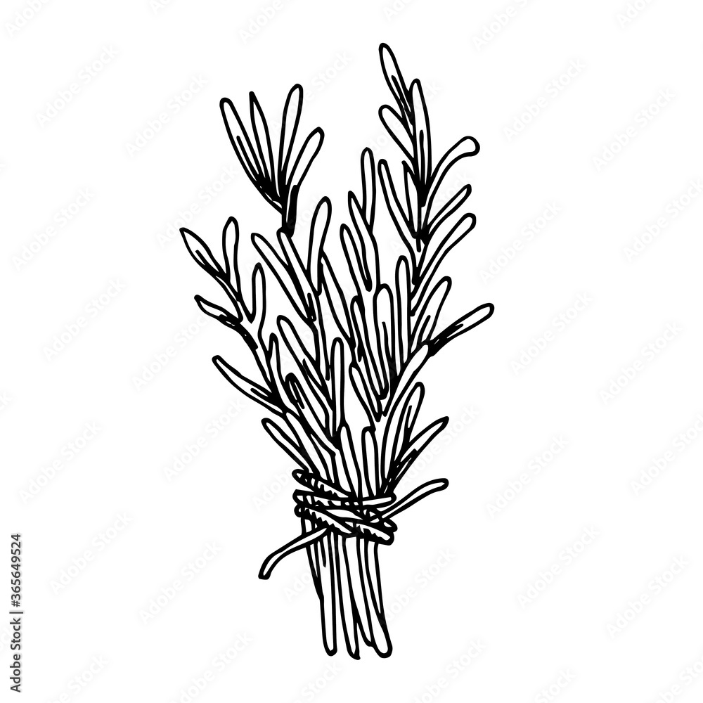 复古风格的矢量插图。一束香草、迷迭香、薰衣草。黑色和白色